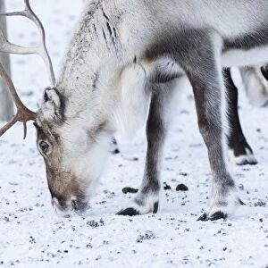 Close up of a reindeer, Abisko, Kiruna Municipality, Norrbotten County, Lapland, Sweden