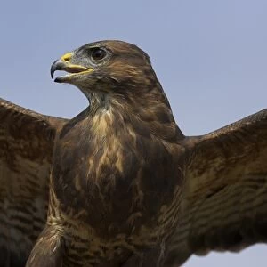 Close-up of a buzzard (Buteo buteo), captive, Cumbria, England, United Kingdom, Europe