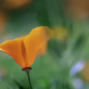 Close-up of a California poppy