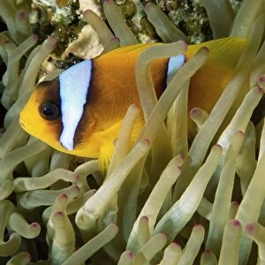 Close-up of clown fish and sea anemones, off Sharm el-Sheikh, Sinai, Red Sea
