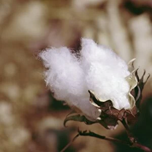 Close-up of a cotton bud