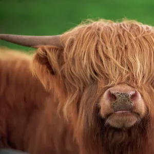 Close-up of the head of a shaggy Highland cow with horns