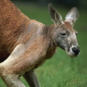 Close-up of head and shoulders of a red kangaroo, Cleland Wildlife Park