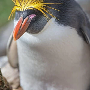 Close-up of a macaroni penguin (Eudyptes chrysolophus), East Falkland, Falkland Islands