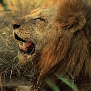 Close-up of a male lion (Panthera leo)