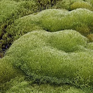 Close-up of moss forms, San Juan National Forest, Colorado, United States of America, North America