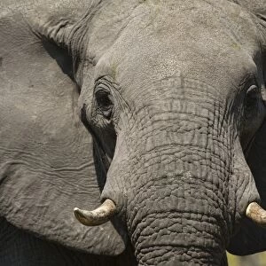 Close-up portrait of an African elephant (Loxodonta africana), Khwai Concession, Okavango Delta