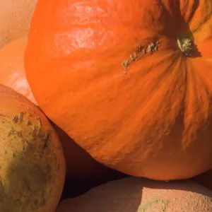 Close-up of pumpkins