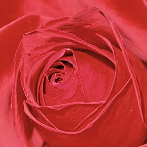 Close-up of a red rose (Rosa)