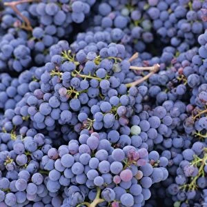 Close-up of Sangiovese grapes for Chianti