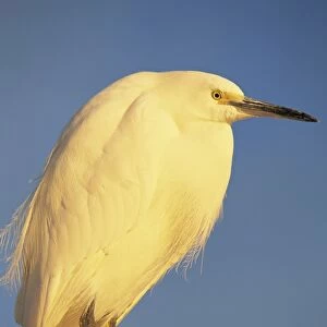 Close-up of a snowy egret bird
