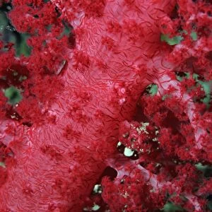 Close-up of soft coral, off Sharm el-Sheikh, Sinai, Red Sea, Egypt, North Africa, Africa