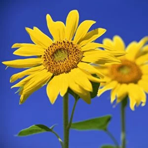 Close-up of sunflower in a field of flowers