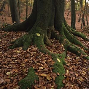 Close-up of tree roots and autumn (fall) foliage, in woodland, Burnham Beeches