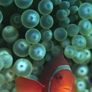Clownfish (Amphiprion) are symbiotic with anemones, Gizo, Solomon Islands, Pacific