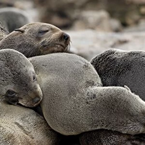 Cluster of Cape fur seal (South African fur seal) (Arctocephalus pusillus)