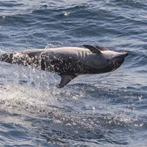 Clymene dolphin (Stenella clymene) spinning, caught belly uppermost, Senegal, West Africa