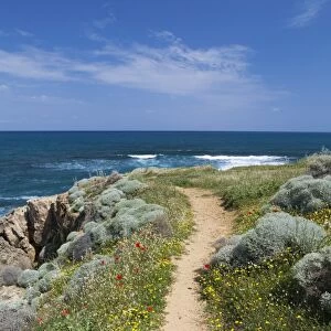 Coastal path with spring flowers, near Chania, Chania region, Crete, Greek Islands, Greece, Europe
