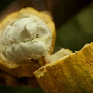 Cocoa fruit, Kumasi, Ghana, West Africa, Africa
