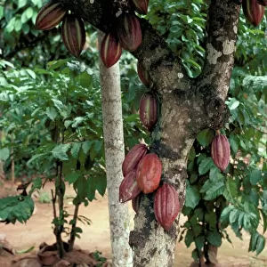 Cocoa pods on tree