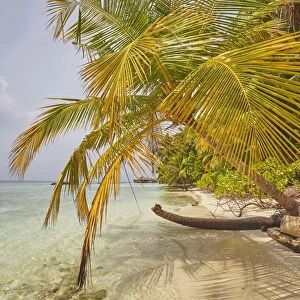 Coconut palm hanging over the beach, Kuramathi Island, Rasdhoo atoll, Ari atoll, Maldives