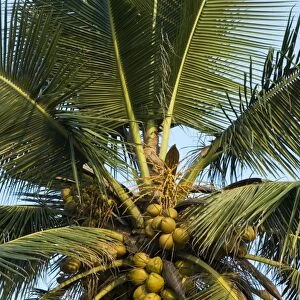 Detail of coconut tree, Goa, India, Asia
