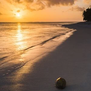 Coconut on a tropical beach at sunset, Rarotonga Island, Cook Islands, South Pacific