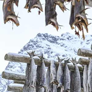 Codfish exposed to dry to the cool air and sun in the Lofoten Islands, Arctic, Norway, Scandinavia, Europe