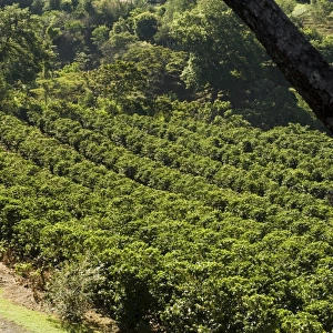 Coffee plantations on the slopes of the Poas Volcano, near San Jose, Costa Rica