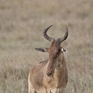 Cokes hartebeest (Alcelaphus buselaphus cokii), Masai Mara National Reserve