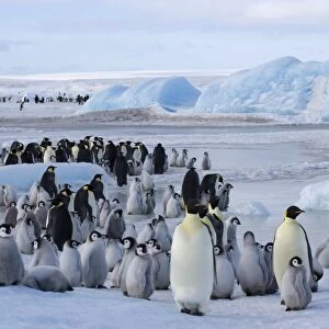 Colony of emperor penguins (Aptenodytes forsteri), Snow Hill Island, Weddell Sea