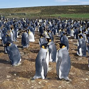 Colony of king penguins (Aptenodytes patagonicus), Volunteer Point, East Falkland