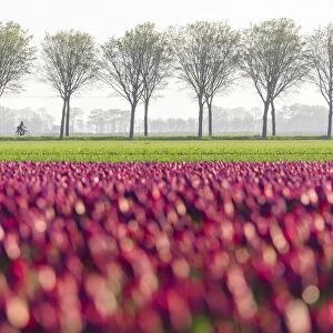 Colourful fields of tulips in bloom and bicycle in the countryside at dawn, De Rijp