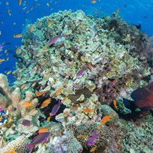 Colourful reef fish (Orange and purple anthias sp. ) plus Leopard Coral grouper (Plectropomus