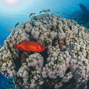 Common bigeye (Priacanthus hamrur), sheltering next to coral reef, Ras Mohammed National Park, Red Sea, Egypt, North Africa, Africa