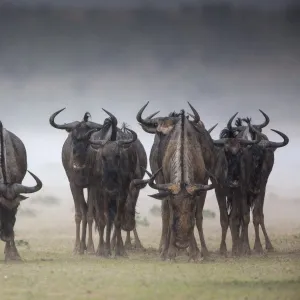 Common (blue) wildebeest (gnu), (Connochaetes taurinus), in rainstorm, Kgalagadi Transfrontier Park