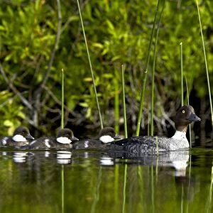 Common goldeneye (Bucephala clangula) female swimming with four chicks, Lac Le Jeune