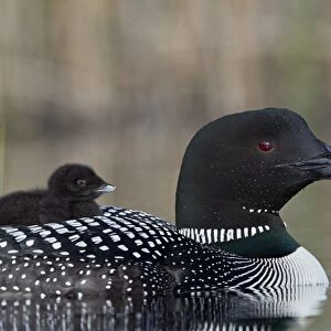 Common Loon (Gavia immer) adult with a chick on its back, Lac Le Jeune Provincial Park