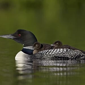 Common Loon (Gavia immer) chicks riding on their mothers back, Lac Le Jeune Provincial Park