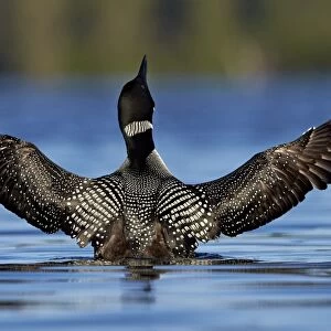Common Loon (Gavia immer) stretching its wings, Lac Le Jeune Provincial Park, British Columbia