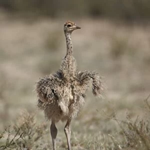 Common ostrich (Struthio camelus) chick, Kgalagadi Transfrontier Park, encompassing the former Kalahari Gemsbok National Park, South Africa, Africa