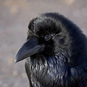 Common Raven (Corvus corax), Bryce Canyon National Park, Utah, United States of America