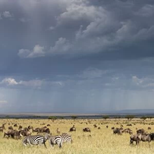 Common wildebeest (blue wildebeest) (gnu) (Connochaetes taurinus) on migration, Masai Mara National Reserve, Kenya, East Africa, Africa