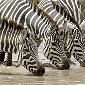 Three common zebra (Burchells zebra) (Equus burchelli) drinking, Ngorongoro Crater