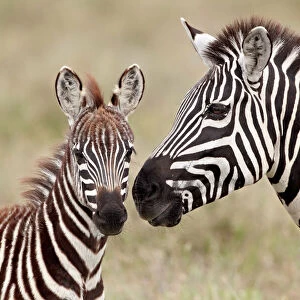 Common zebra or Burchells zebra (Equus burchelli) foal and mare, Serengeti National Park