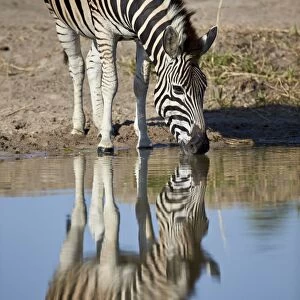 Common zebra (Plains zebra) (Burchells zebra) (Equus burchelli) drinking with reflection