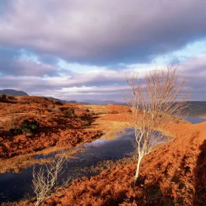 Coniston Water from Long Moss, Torver Back Common, Lake District National Park