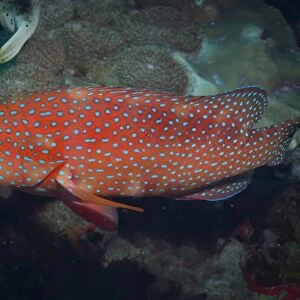 Coral hind (cephalopholis), Southern Thailand, Andaman Sea, Indian Ocean, Southeast Asia, Asia