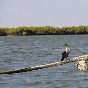 Cormorants, Sine Saloum delta, Senegal, West Africa, Africa