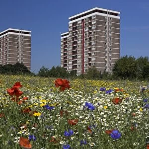 Cornfield of annual summer wild flowers growing in urban, inner city setting
